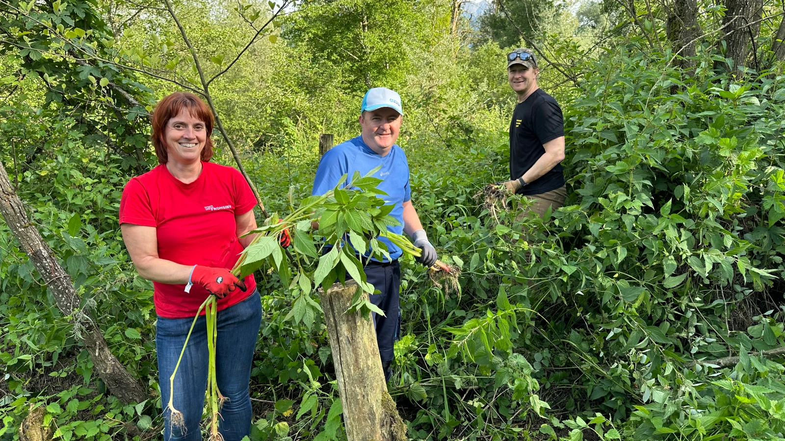 90 Personen bekämpften in Ruggell Neophyten, © Heinz Biedermann 90 Personen bekämpften in Ruggell Neophyten, © Heinz Biedermann