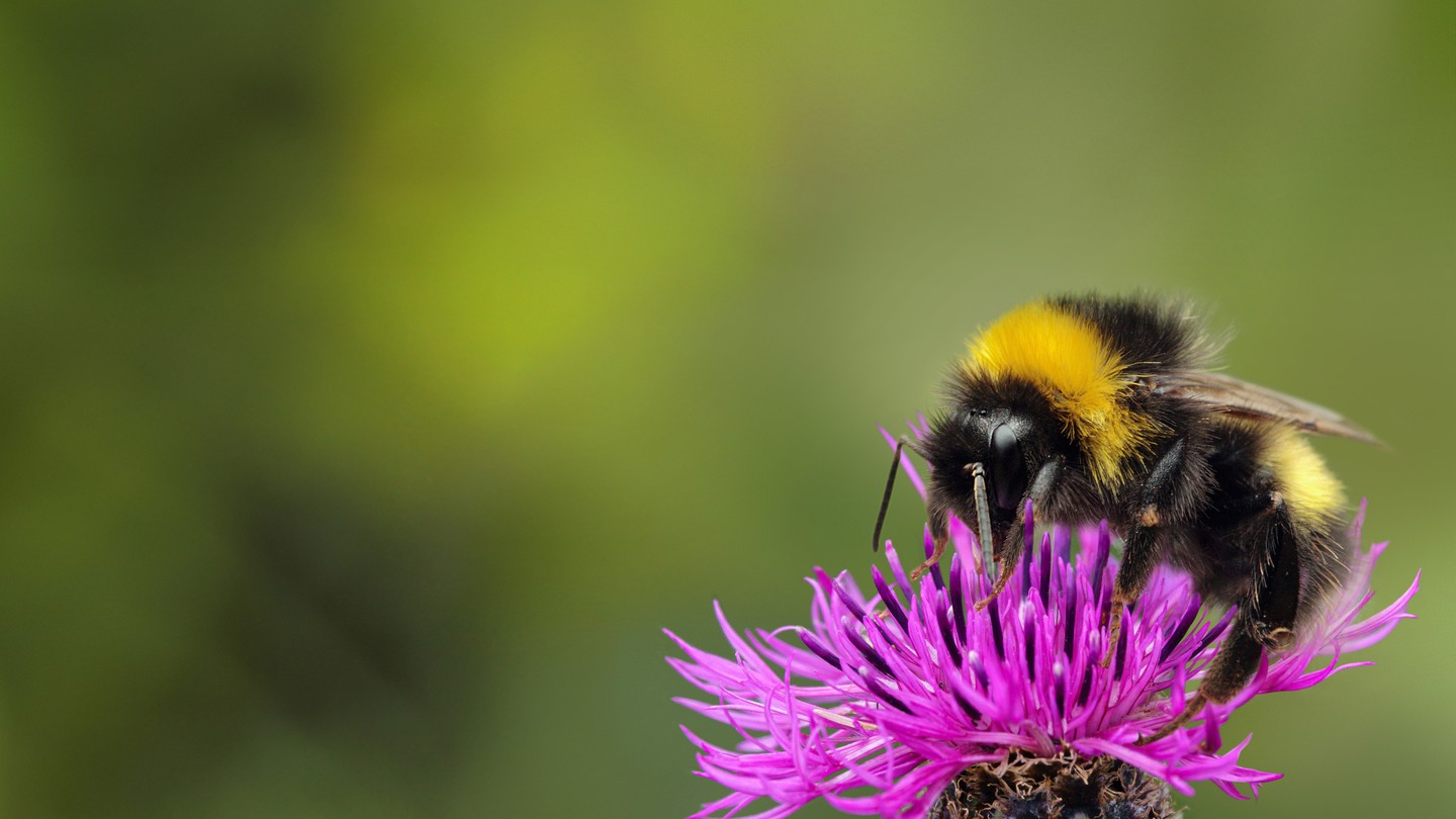 Umweltkalender 2025 zum Thema Biodiversität, © biodiversitätsinitiative.ch