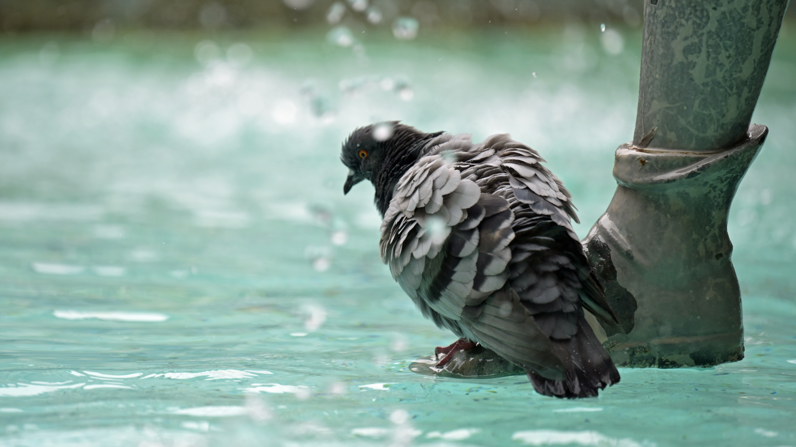 Köln’de Onlarca Güvercin Ölü Bulundu, © Malin Wunderlich/dpa