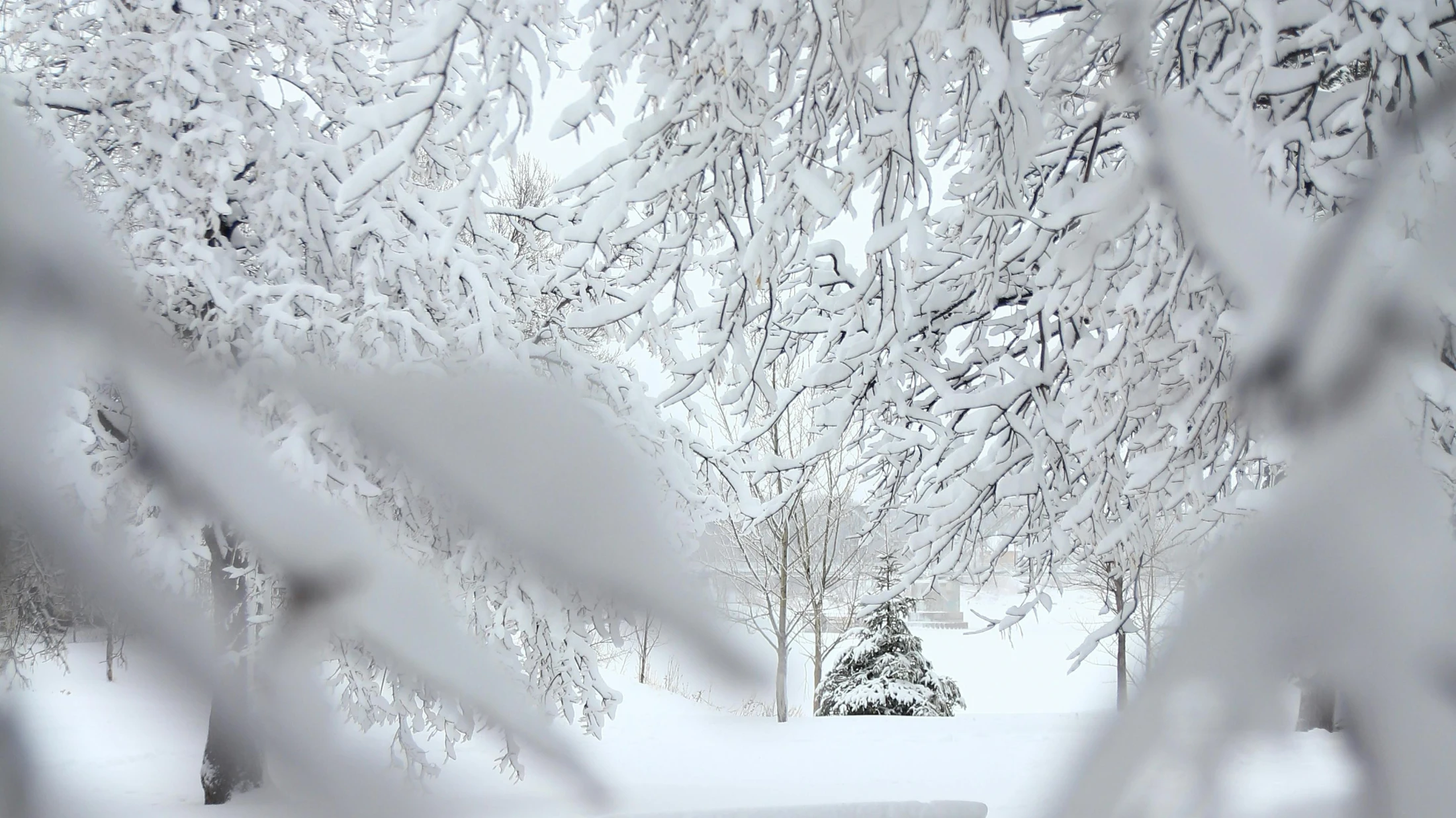 © Trang Pham © Trang Pham