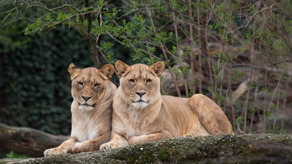 © Zoo Basel © Zoo Basel
