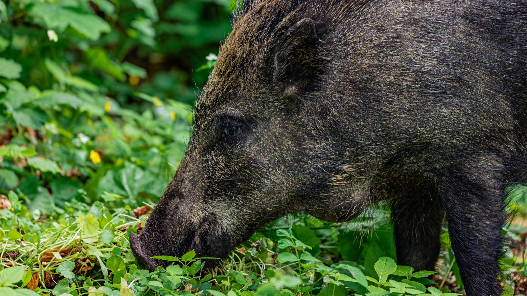 © Aliaksei Semirski