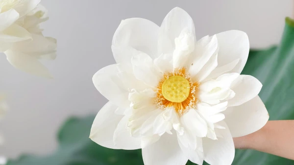 Wieso duften Blumen?, © Ngân Dương Wieso duften Blumen?, © Ngân Dương