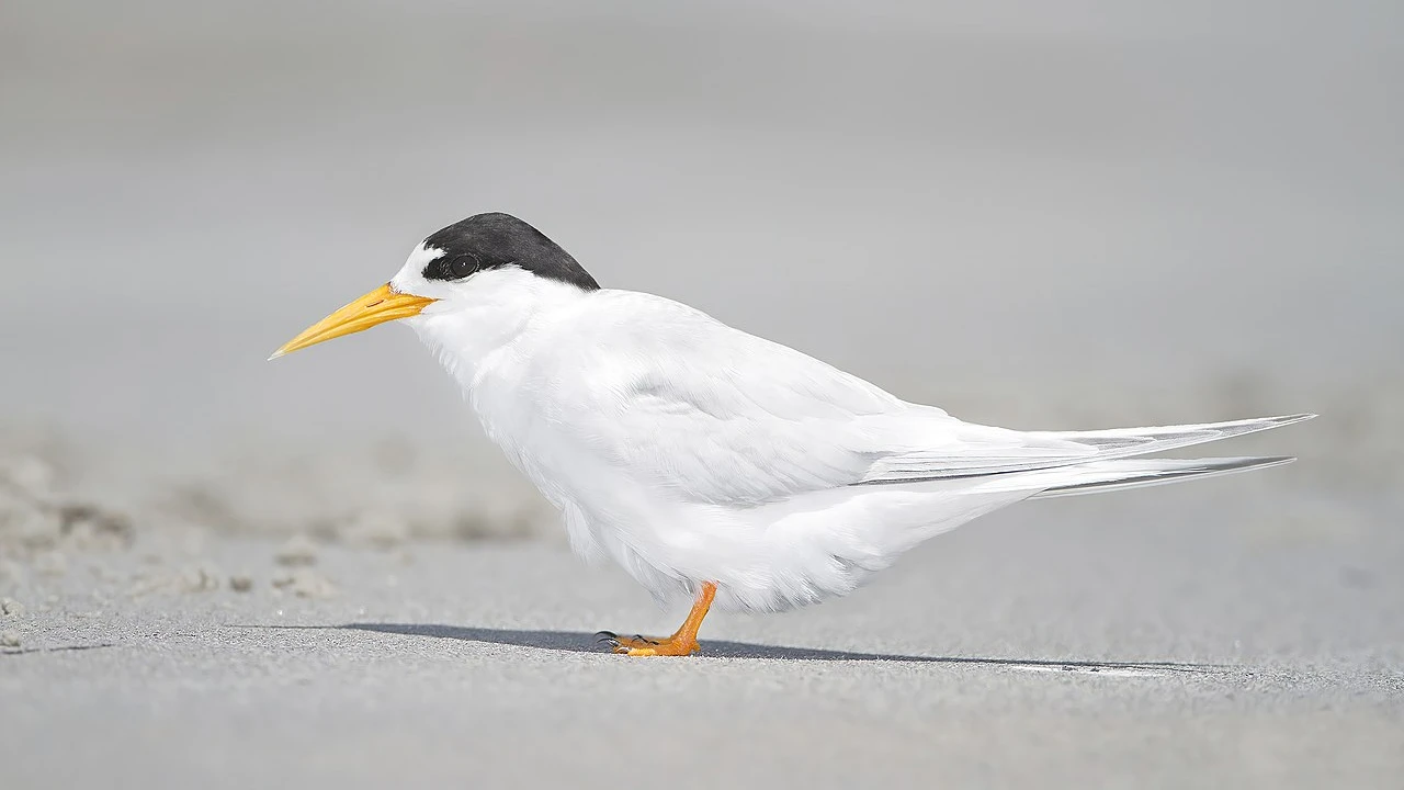 Rekord-Brutsaison für seltensten Vogel Neuseelands, © Wikipedia Rekord-Brutsaison für seltensten Vogel Neuseelands, © Wikipedia