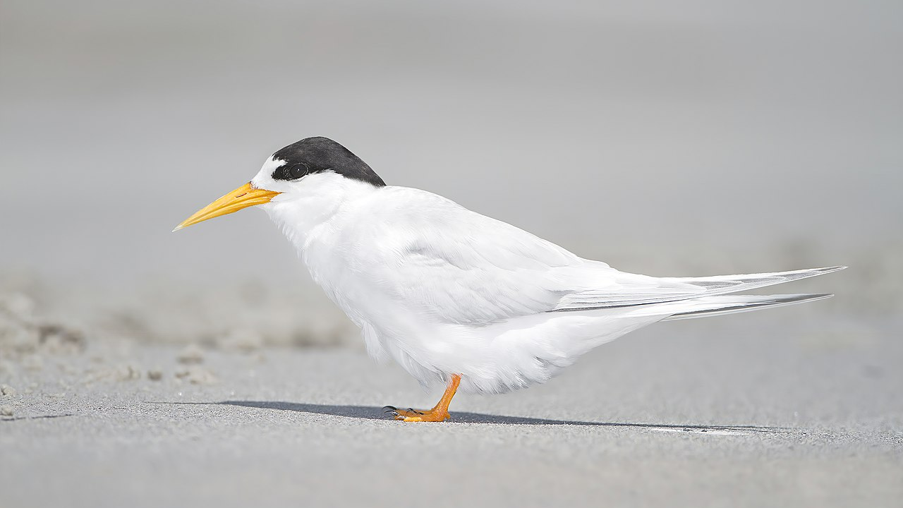 Rekord-Brutsaison für seltensten Vogel Neuseelands, © Wikipedia