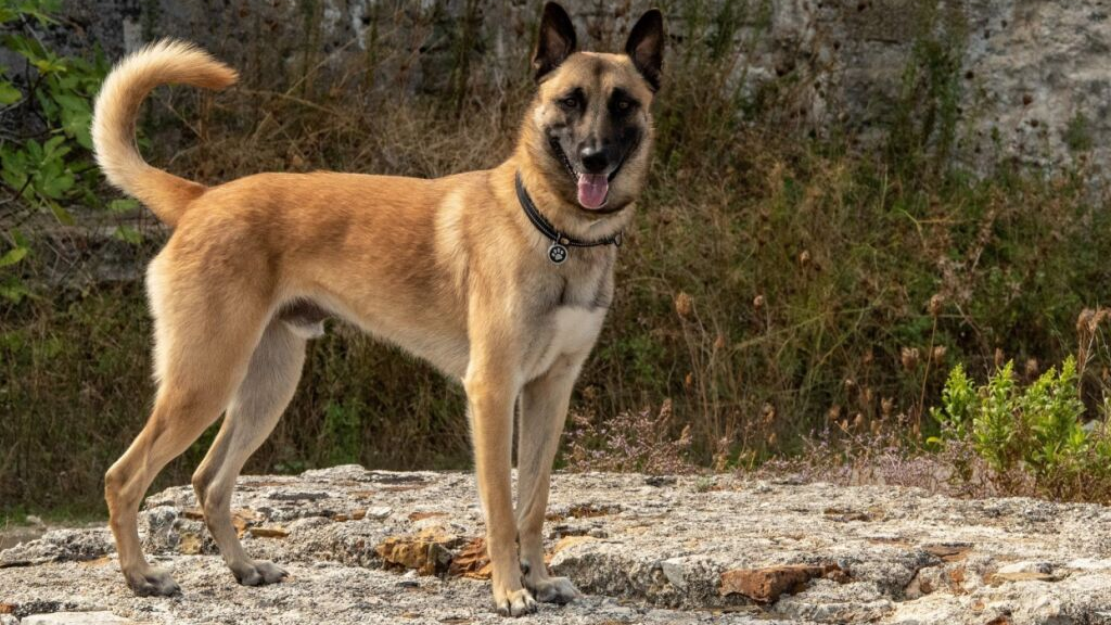 Polizeihund findet vermisste 99-Jährige in Urnäsch AR, © Keystone