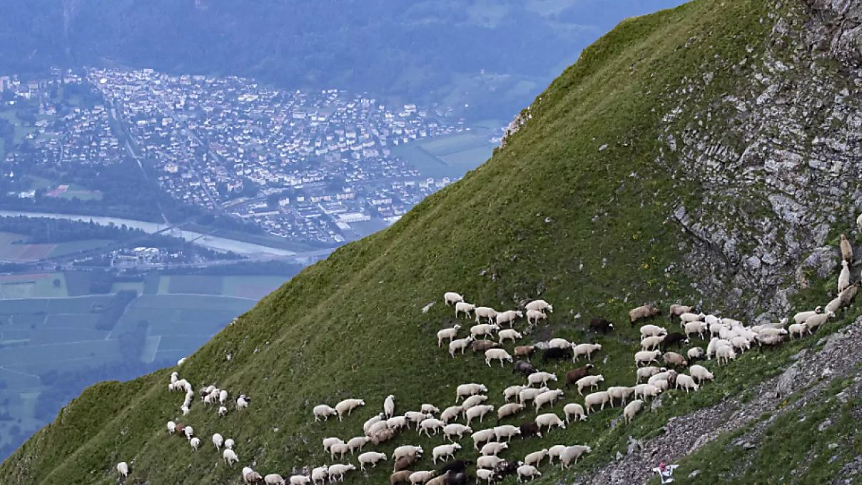 Grosse traditionelle Schafwanderung in Graubünden, © Keystone / Gian Ehrenzeller / Archivbild