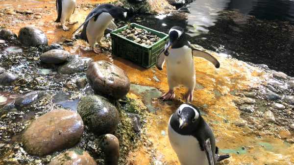 Lieblingssteine für die Eselspinguine, © Radio Basilisk