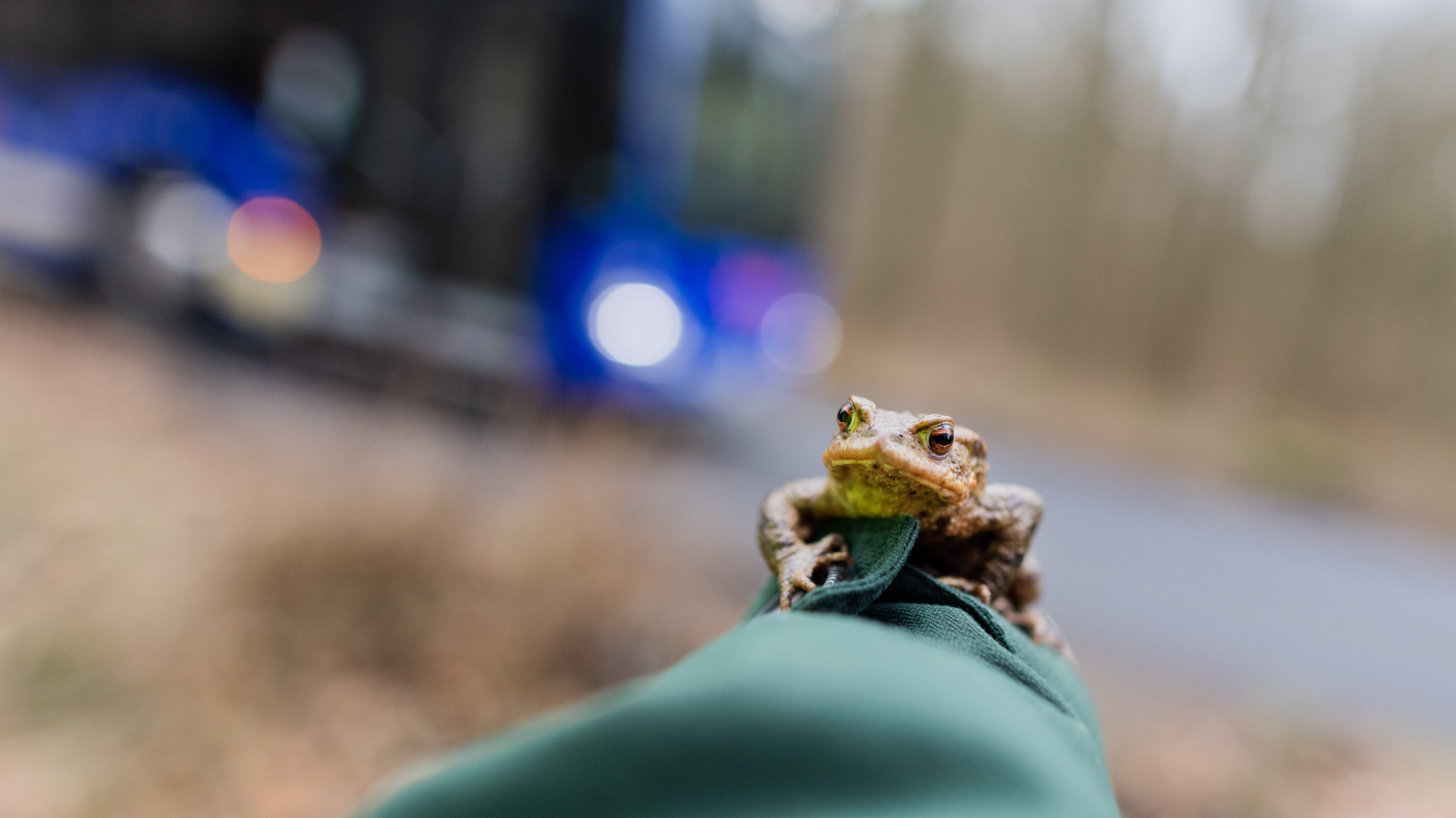Amphibienschutz für Vorarlberg, © Keystone / DPA / Rolf Vennenbernd