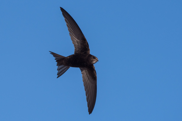 © Quelle: birds-online.ch