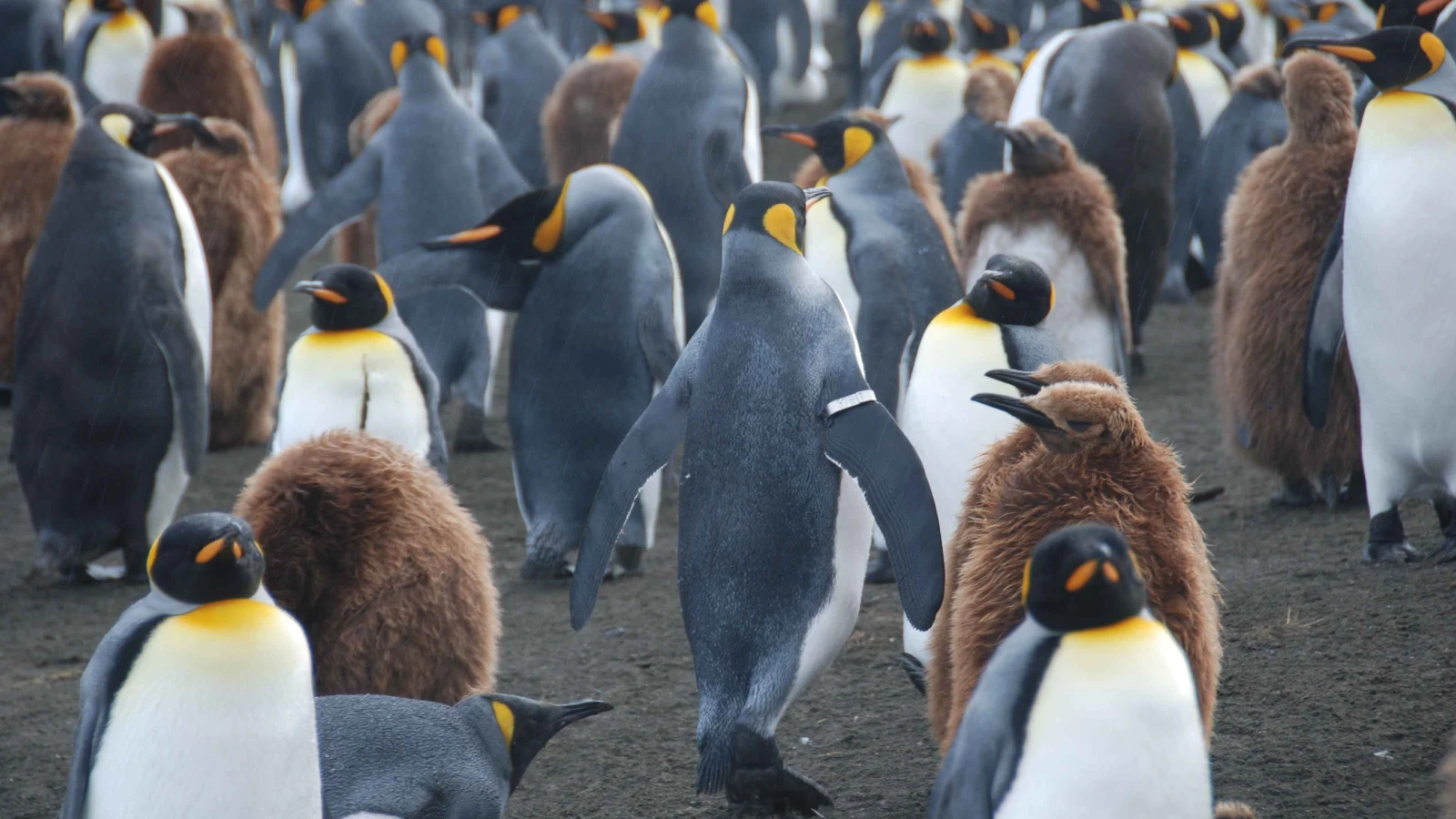 Eisschwund bringt Kaiserpinguin-Küken den Tod, © Keystone / AP Benoît Gineste via Nature Eisschwund bringt Kaiserpinguin-Küken den Tod, © Keystone / AP Benoît Gineste via Nature