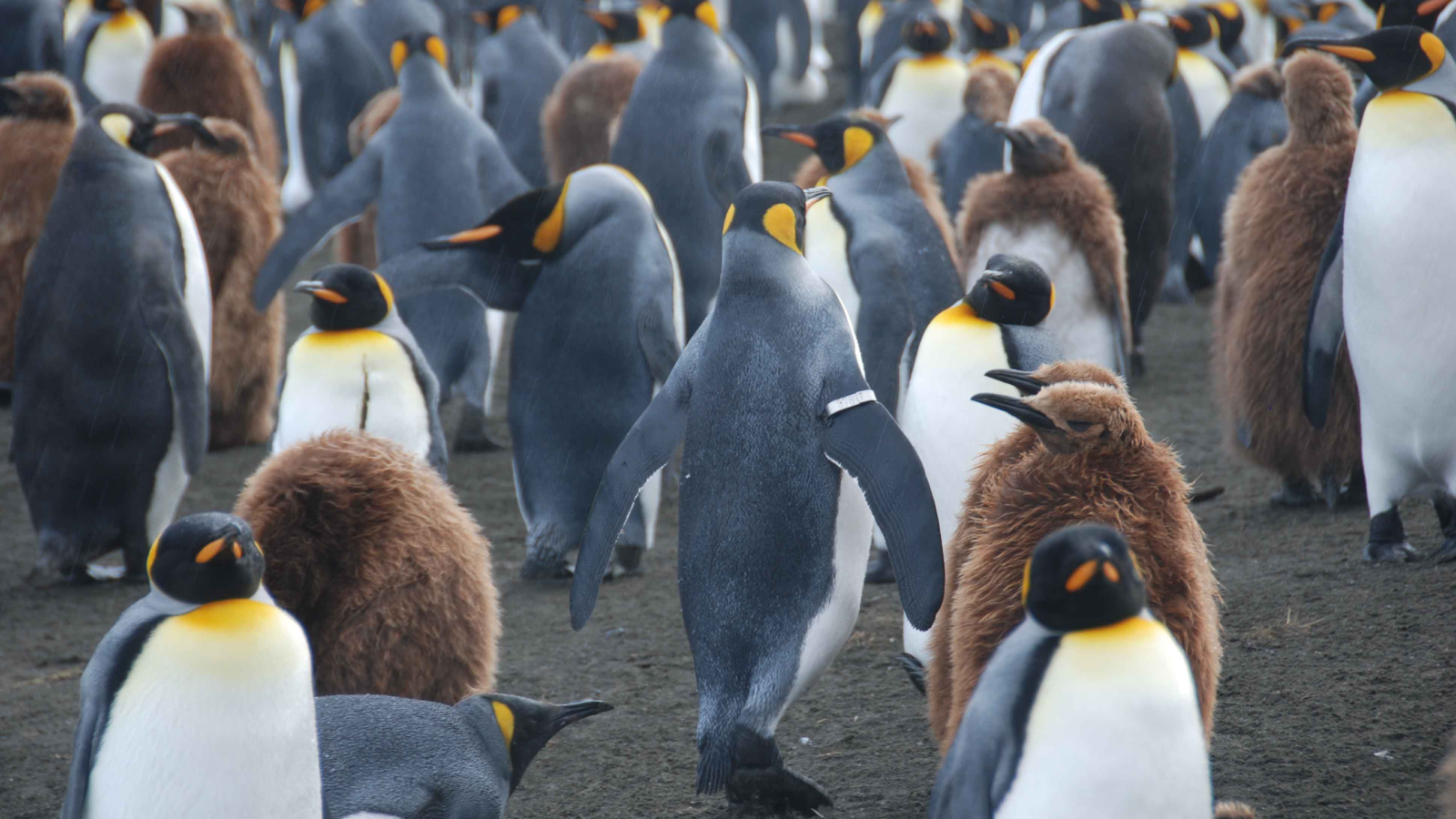 Eisschwund bringt Kaiserpinguin-Küken den Tod, © Keystone / AP Benoît Gineste via Nature