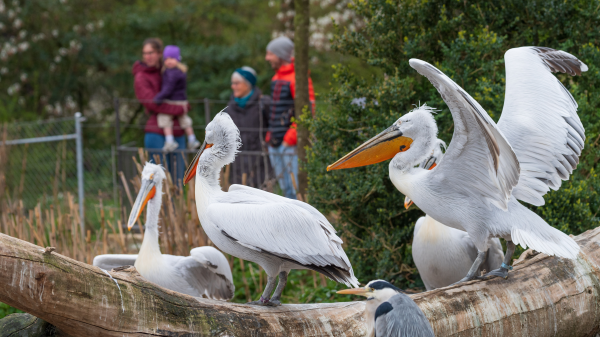 Basler Zolli mit Besucherrückgang, © Zoo Basel