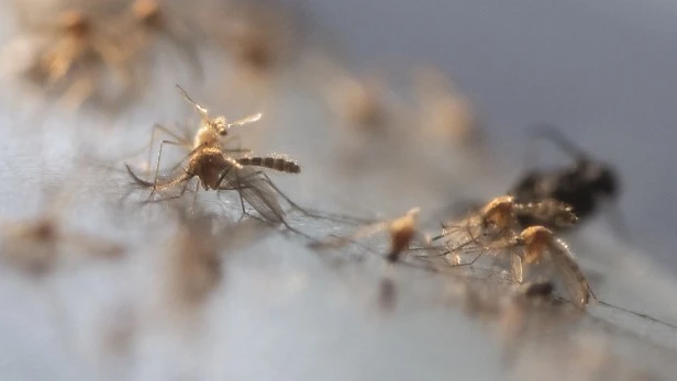 Tigermücken in Rapperswil-Jona nachgewiesen, © Keystone-SDA Tigermücken in Rapperswil-Jona nachgewiesen, © Keystone-SDA