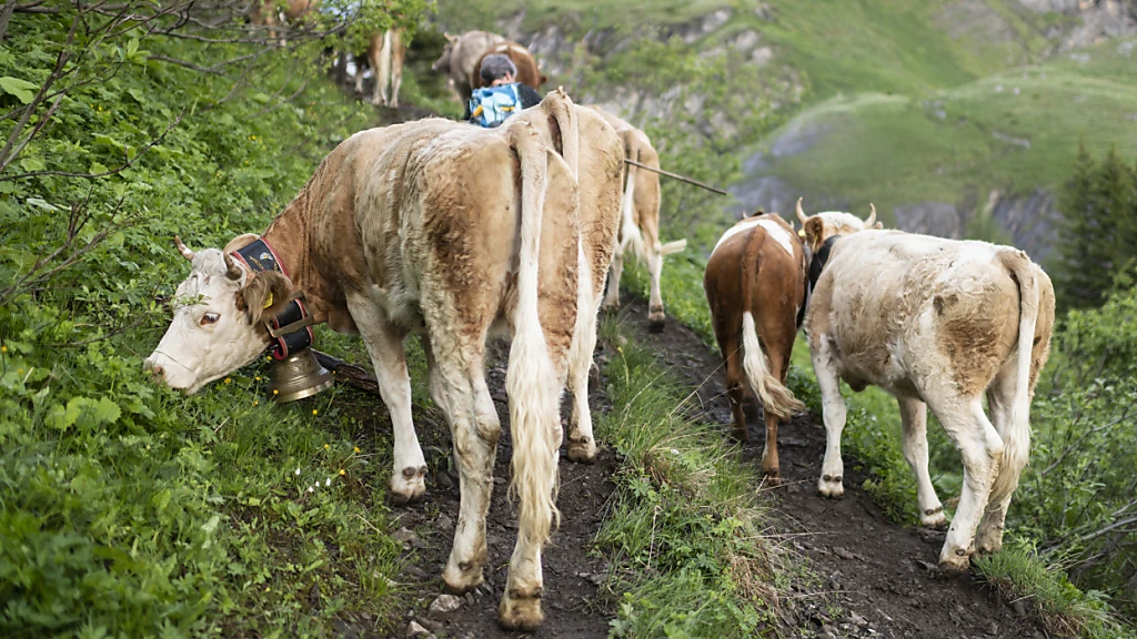 Vorarlberger positiv auf Rinder-Tuberkulose getestet, © Keystone/SDA Vorarlberger positiv auf Rinder-Tuberkulose getestet, © Keystone/SDA
