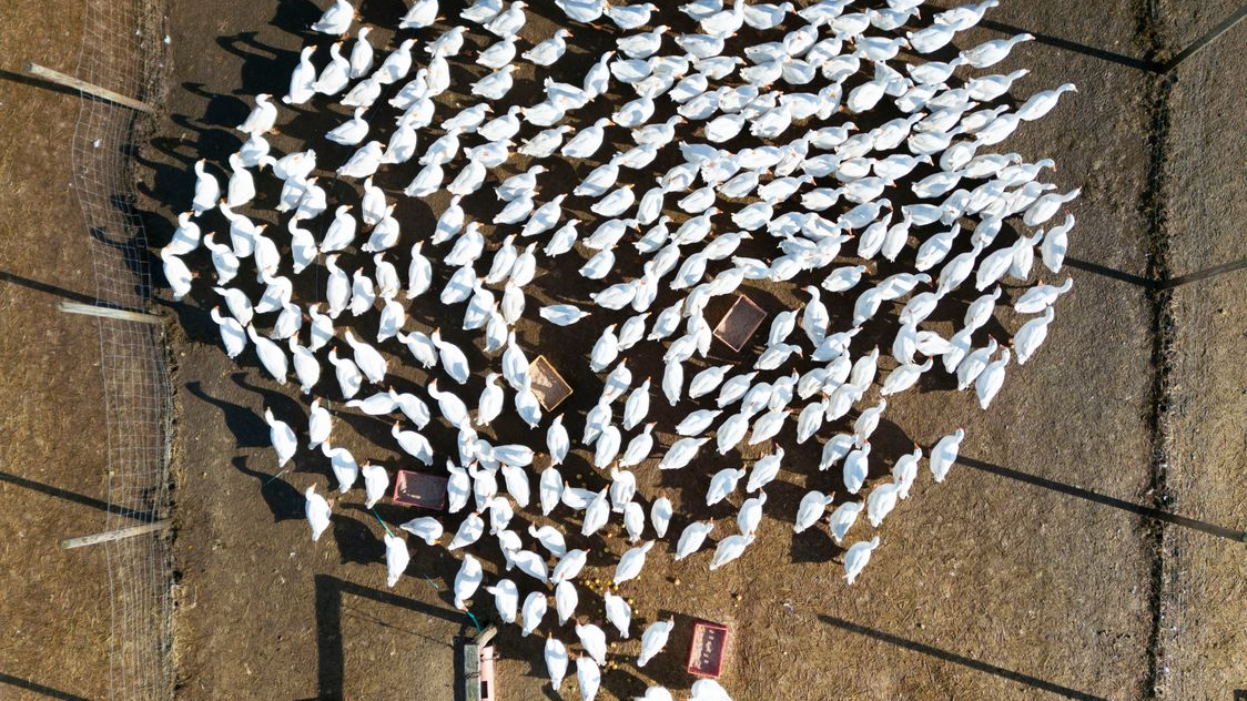 RLP'DE KUŞ GRİBİ ALARMI KAPALI ZORUNLULUĞU ARTIYOR, © DPA