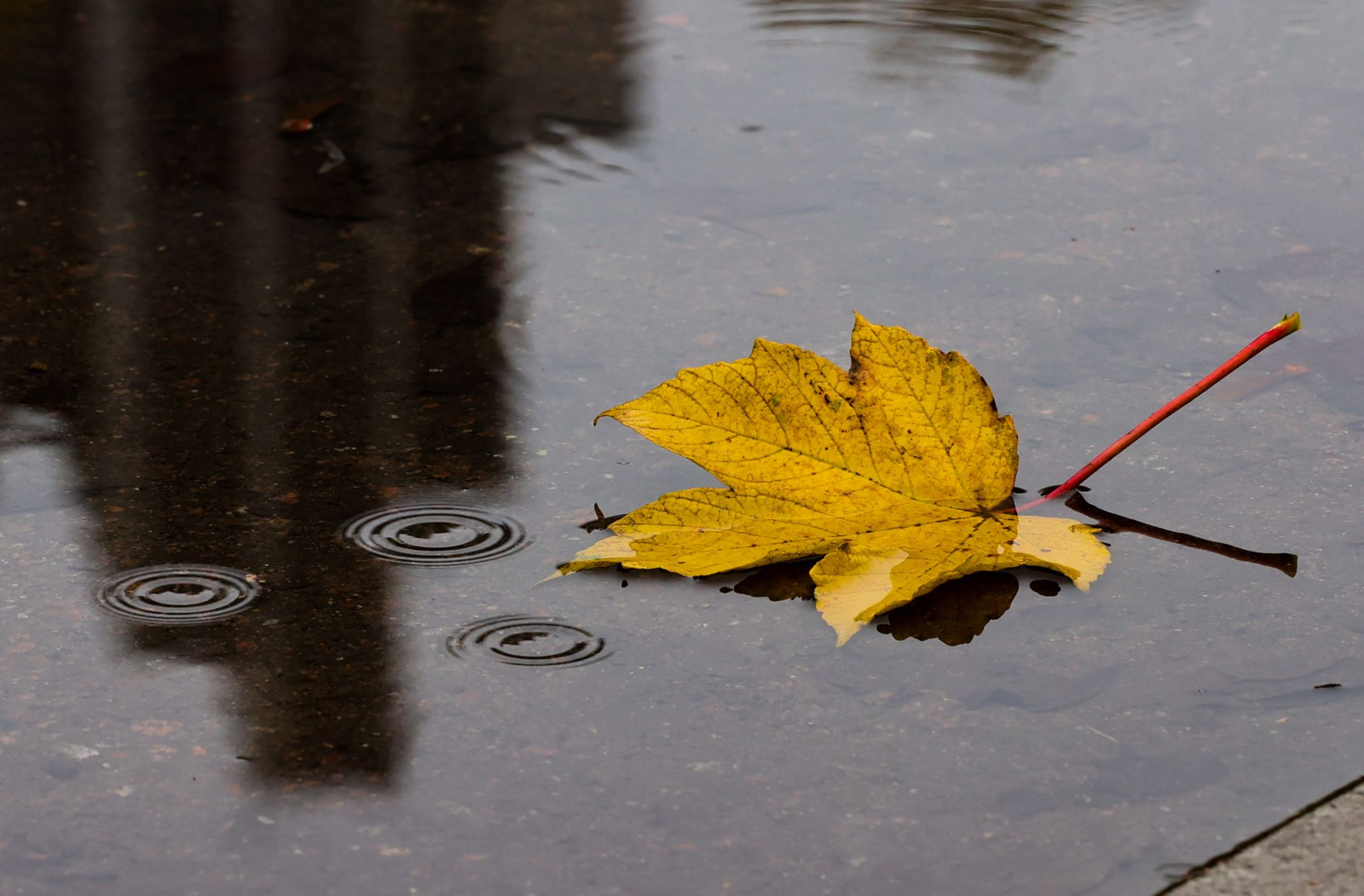 Ein herbstlich gefärbtes Blatt schwimmt bei regnerischem Wetter auf einer Pfütze.