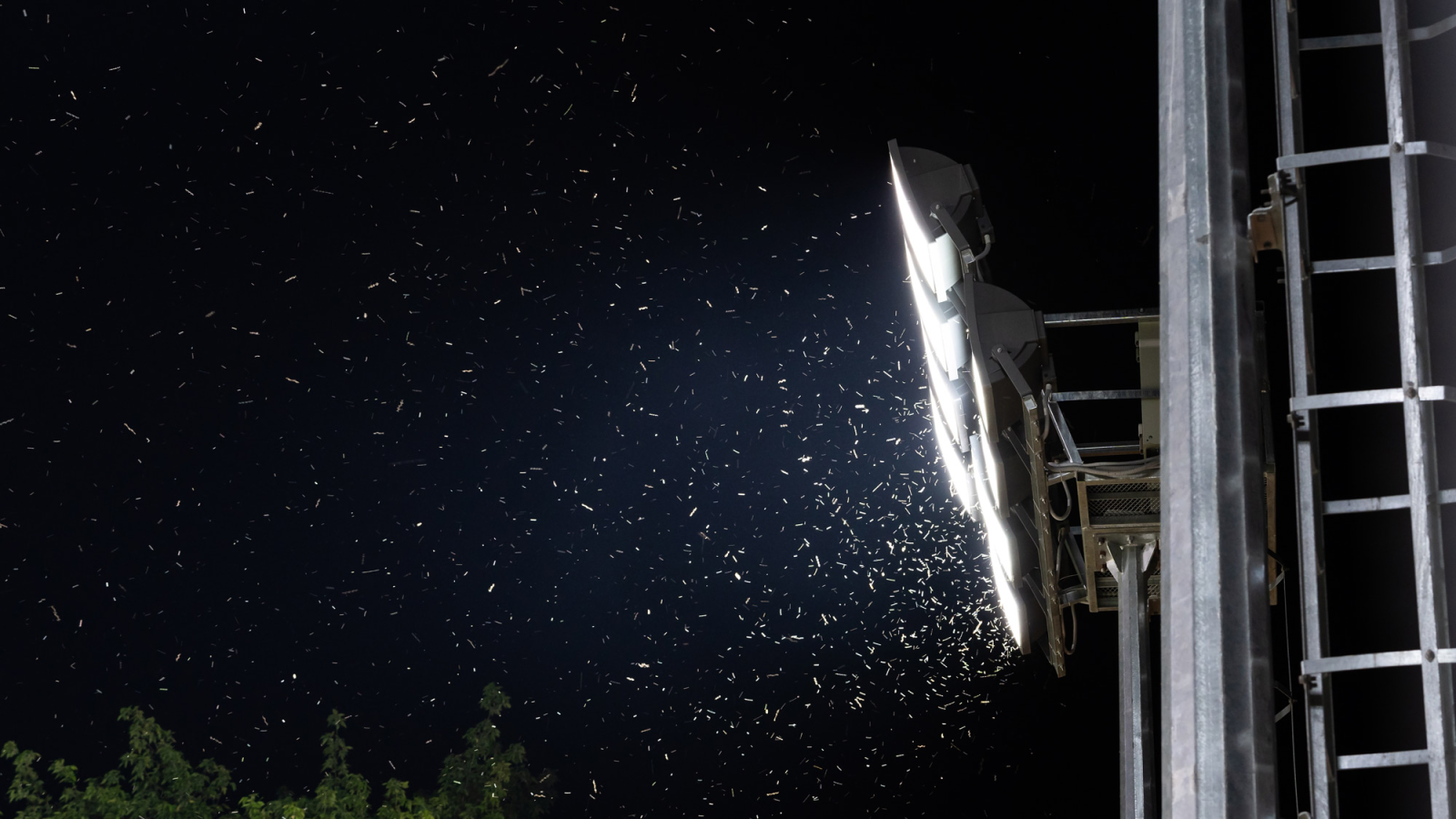 Mückenalarm: Diese Faktoren machen dich zum perfekten Ziel!, © DimaBerlin Shutterstock