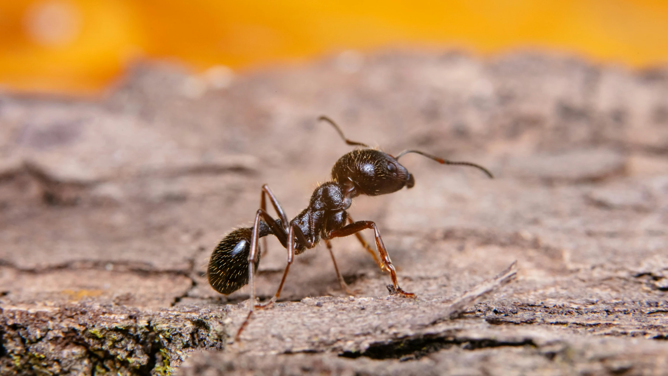 © Gio Modzmana © Gio Modzmana