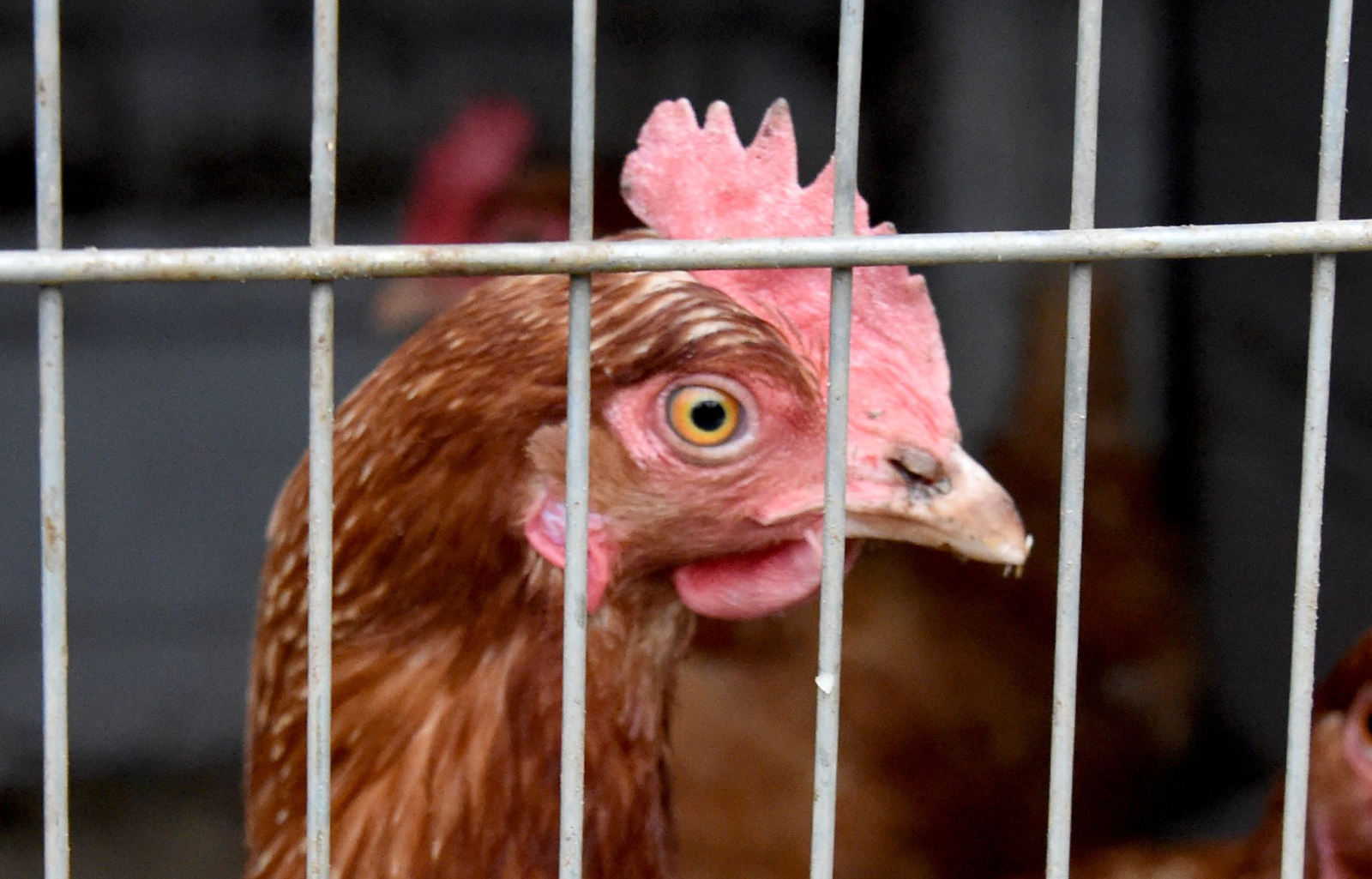 Ein eingesperrtes Huhn schaut durch das Gitter ihres Stalls.