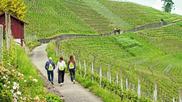 Radio Zürisee entdeckt – Vom Rheinfall ins Weinland., © Standortförderung Zürcher Weinland Radio Zürisee entdeckt – Vom Rheinfall ins Weinland., © Standortförderung Zürcher Weinland