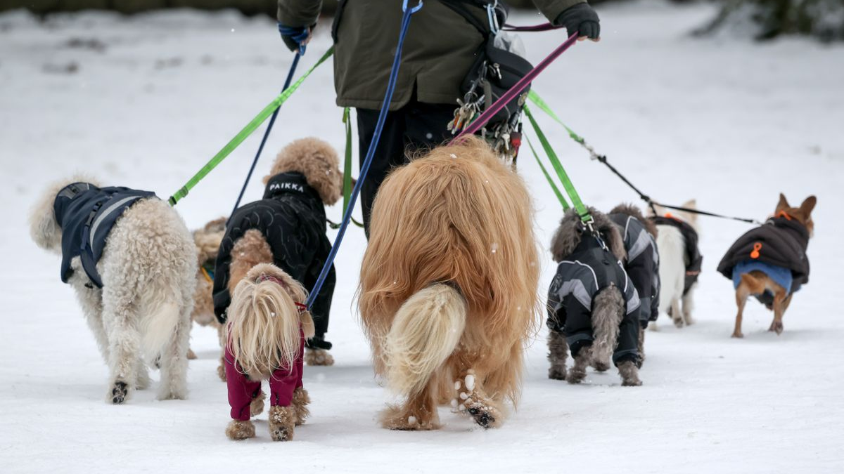 Hamburg’da Yıllar Sonra Yoğun Kar: 15 Santimetreyi Aştı, © Christian Charisius/dpa