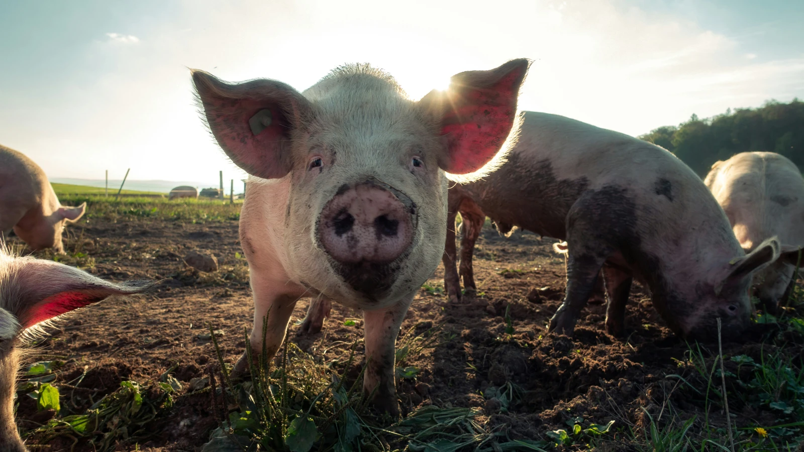 Bio Suisse wehrt sich gegen mehr Platz für Schweine, © Unsplash/Pascal Debrunner Bio Suisse wehrt sich gegen mehr Platz für Schweine, © Unsplash/Pascal Debrunner