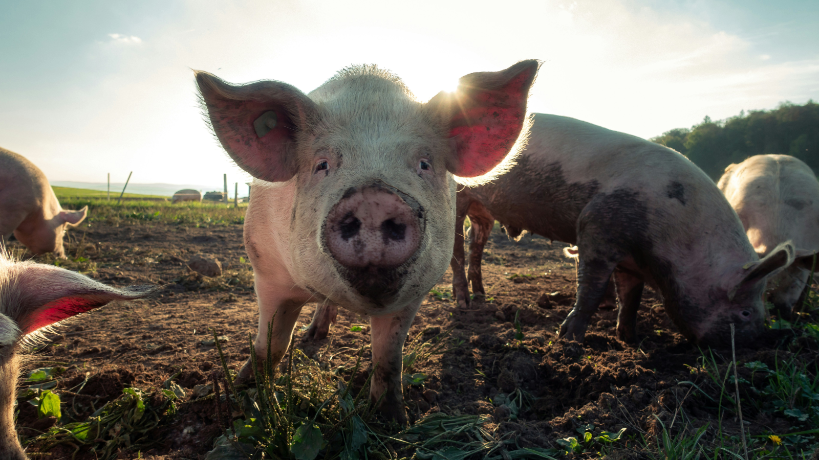 Bio Suisse wehrt  sich gegen mehr Platz für Schweine, © Unsplash/Pascal Debrunner