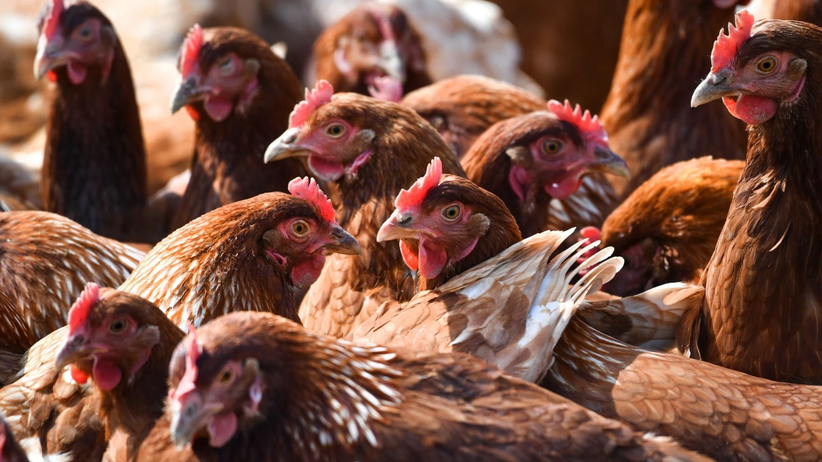 Bremen ve Çevresinde Kuş Gribi Alarmı!, © dpa Bremen ve Çevresinde Kuş Gribi Alarmı!, © dpa