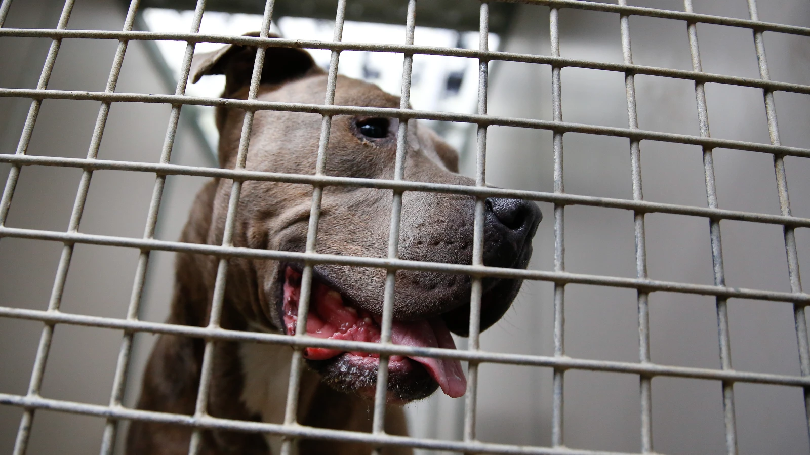 Soest Hayvan Barınağı Tahliye Edildi – Bomba Şüphesi Alarmı, © dpa Soest Hayvan Barınağı Tahliye Edildi – Bomba Şüphesi Alarmı, © dpa