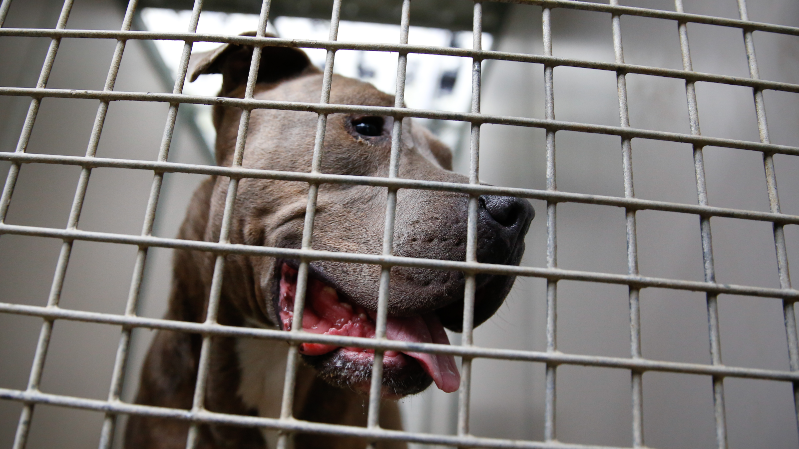 Soest Hayvan Barınağı Tahliye Edildi – Bomba Şüphesi Alarmı, © dpa