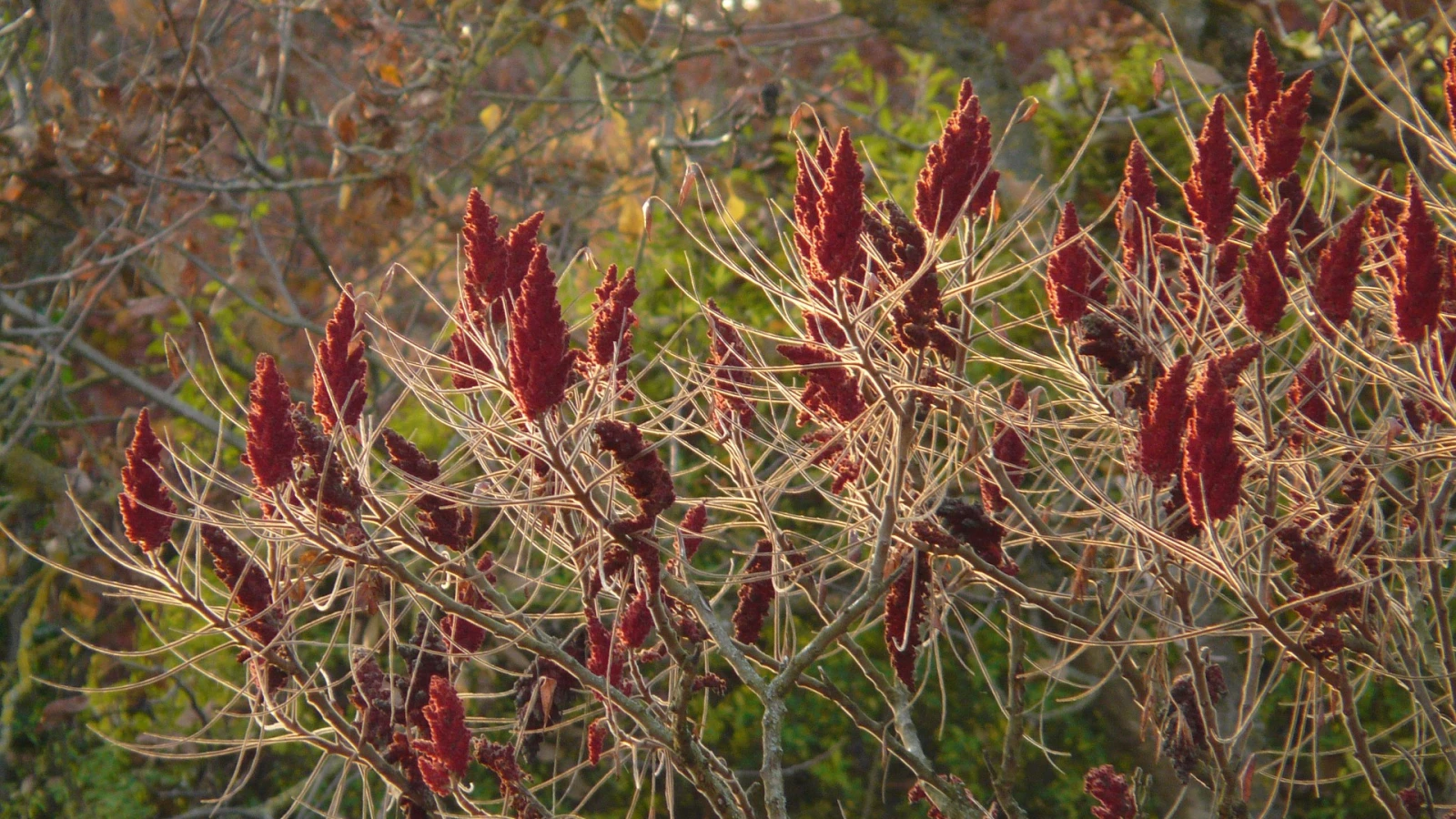 Amt für Umwelt startet Sträucheraktion , © Pixabay/Hans Amt für Umwelt startet Sträucheraktion , © Pixabay/Hans