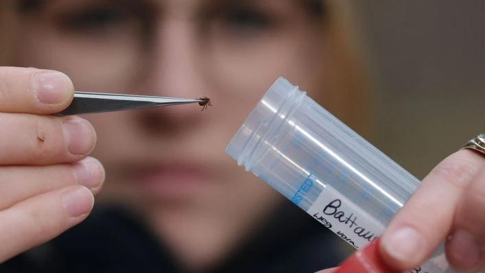 Lageso Duyurdu: Berlin´de Kene Vakalarında Artış!, © dpa/Sebastian Willnow Lageso Duyurdu: Berlin´de Kene Vakalarında Artış!, © dpa/Sebastian Willnow