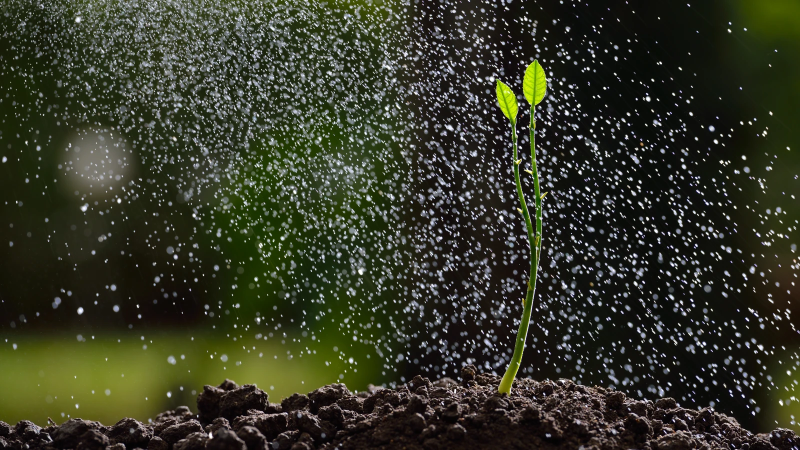 Bilim İnsanları, Irkçılık İçeren Bitki Adlarını Değiştirme Kararı Aldı, © envato Bilim İnsanları, Irkçılık İçeren Bitki Adlarını Değiştirme Kararı Aldı, © envato