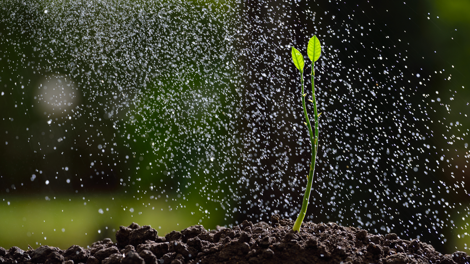 Bilim İnsanları, Irkçılık İçeren Bitki Adlarını Değiştirme Kararı Aldı, © envato