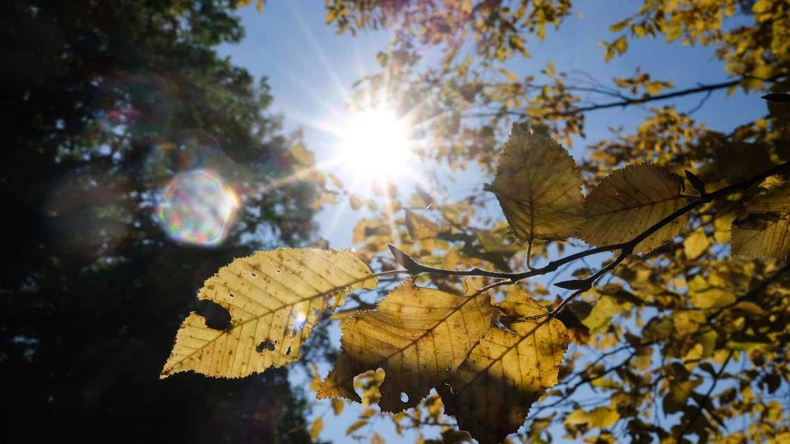Goldener Oktober Yerine Hava Çok Ilık Çok Yağışlı ve Çok Bulutlu!, © dpa Goldener Oktober Yerine Hava Çok Ilık Çok Yağışlı ve Çok Bulutlu!, © dpa