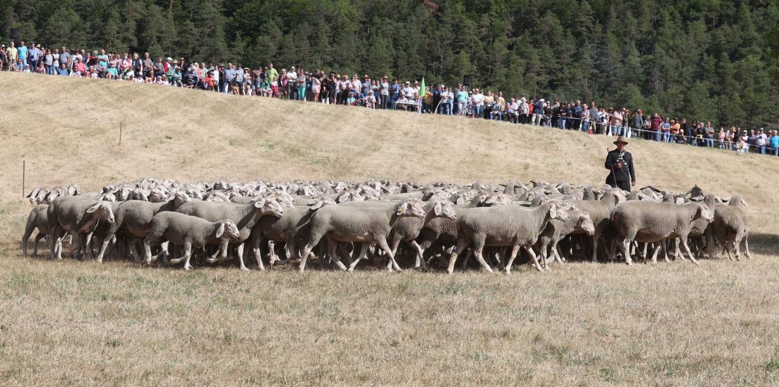 Schäfer Herbert Kind aus Königsee steht auf der Weide beim 29. Thüringer Schäfertag und den Landesmeisterschaften im Schafehüten.