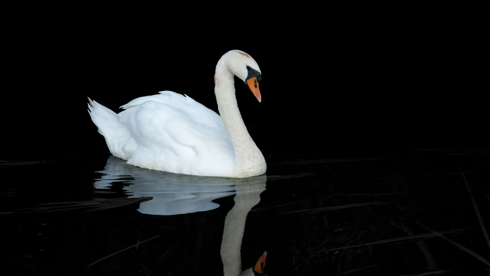 Schwan sorgt für Stromausfall, © Unsplash/ Erik van Dijk Schwan sorgt für Stromausfall, © Unsplash/ Erik van Dijk