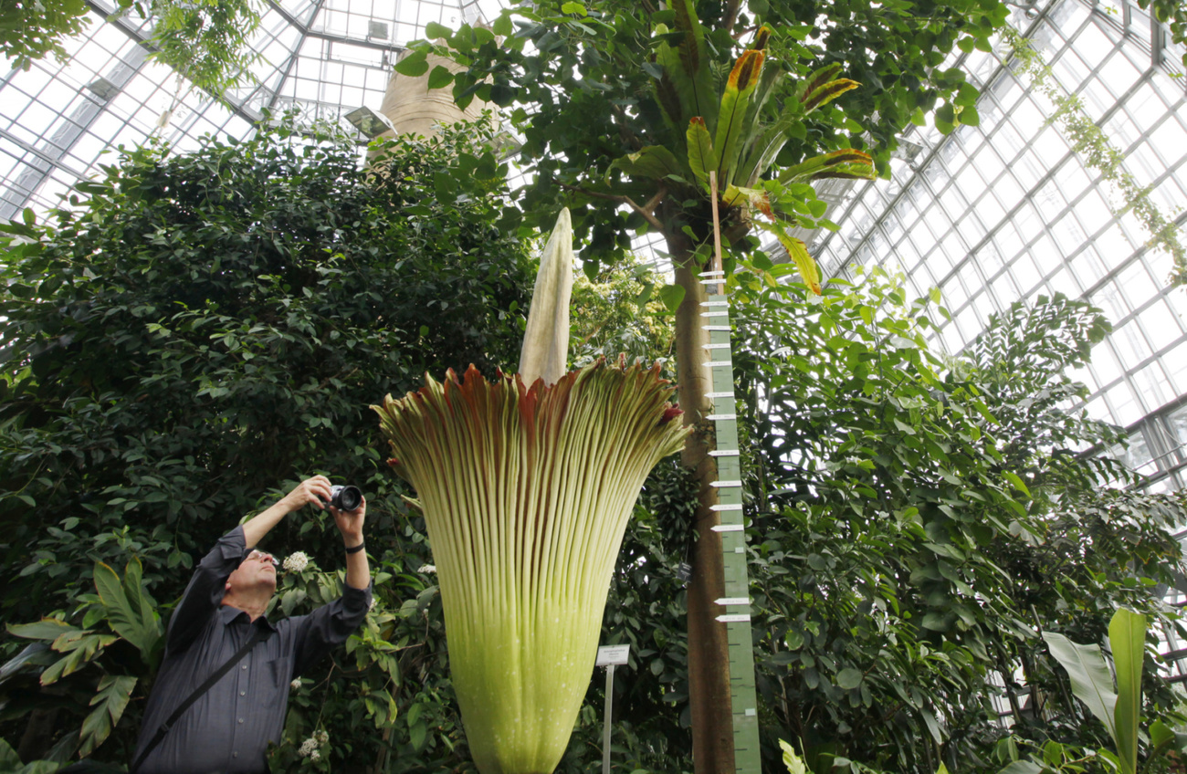 Stink-Blume Titanwurz, © Keystone-SDA