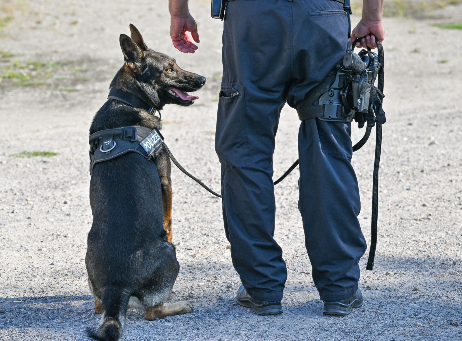 Die Suche nach der 36-jährigen Vermissten bleibt auch mit Hundestaffel bislang erfolglos. (Symbolbild), © Patrick Pleul/dpa