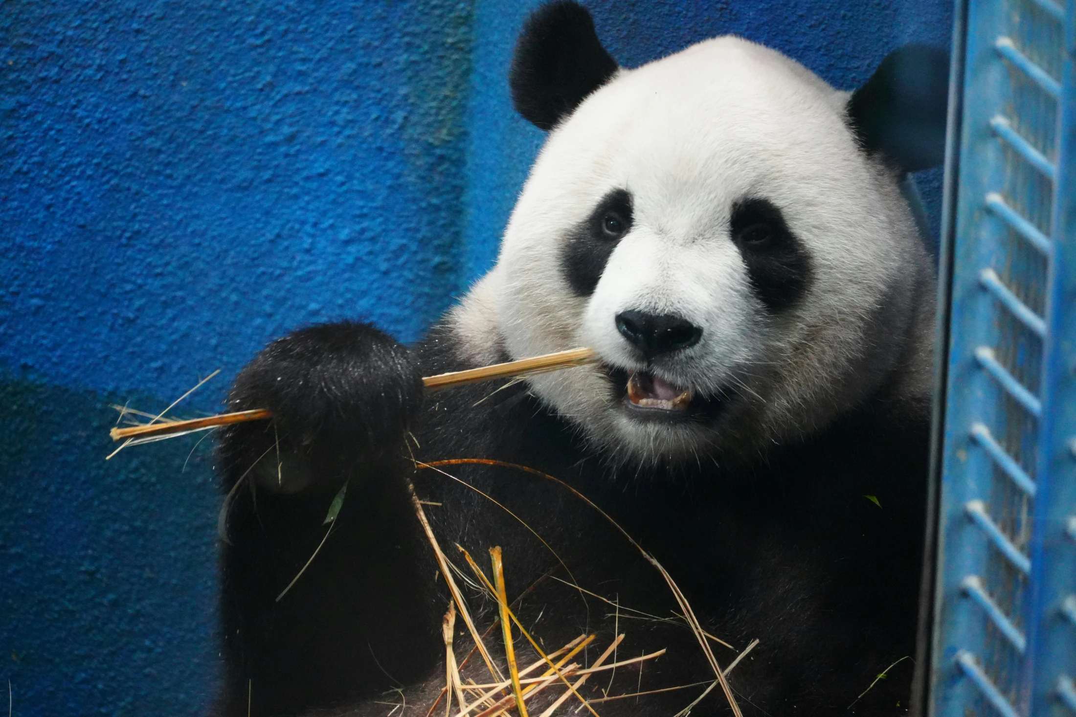 © Snow Chang © Snow Chang