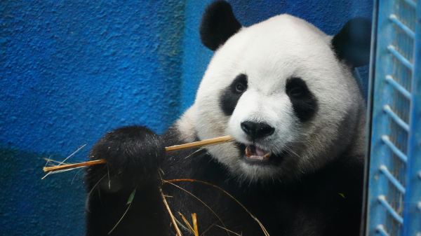 Warum Pandas bis zu 40 Mal am Tag auf die Toilette gehen, © Snow Chang