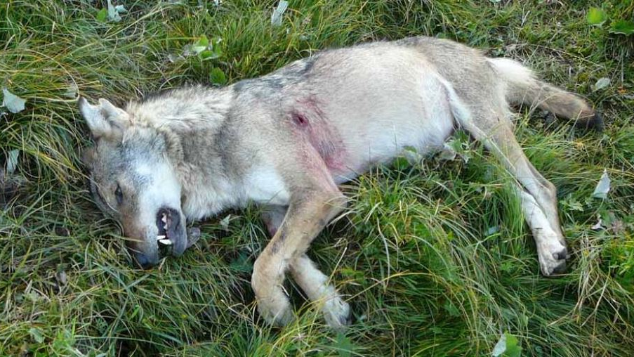 Graubünden zieht bei Wolf-Abschüssen ein positives Fazit , © Keystone-SDA