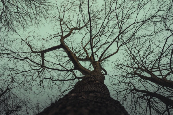 © Mhajr Invincible © Mhajr Invincible