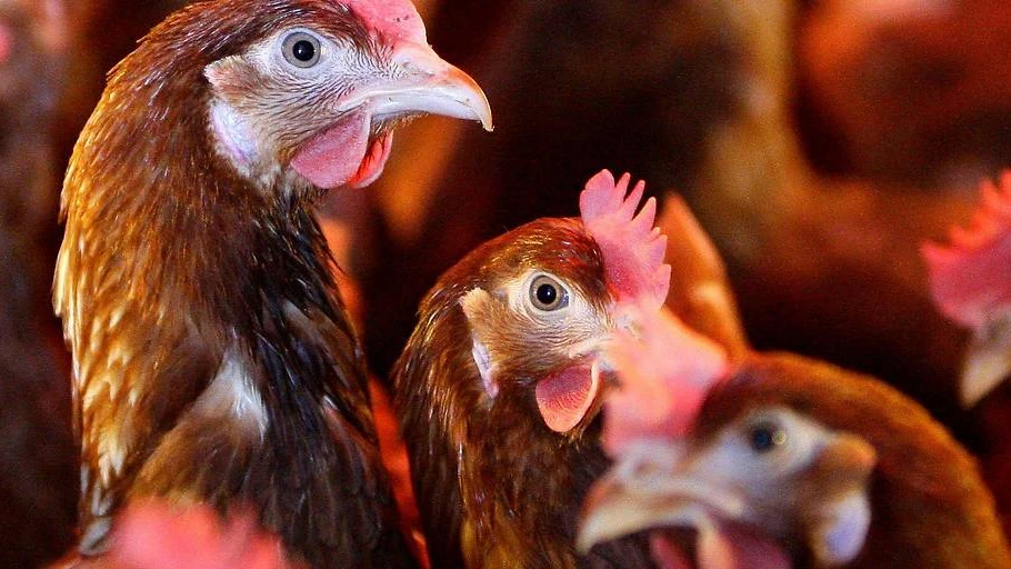 Ganz Österreich Risikogebiet Vogelgrippe, © APA / Symbolbild Ganz Österreich Risikogebiet Vogelgrippe, © APA / Symbolbild