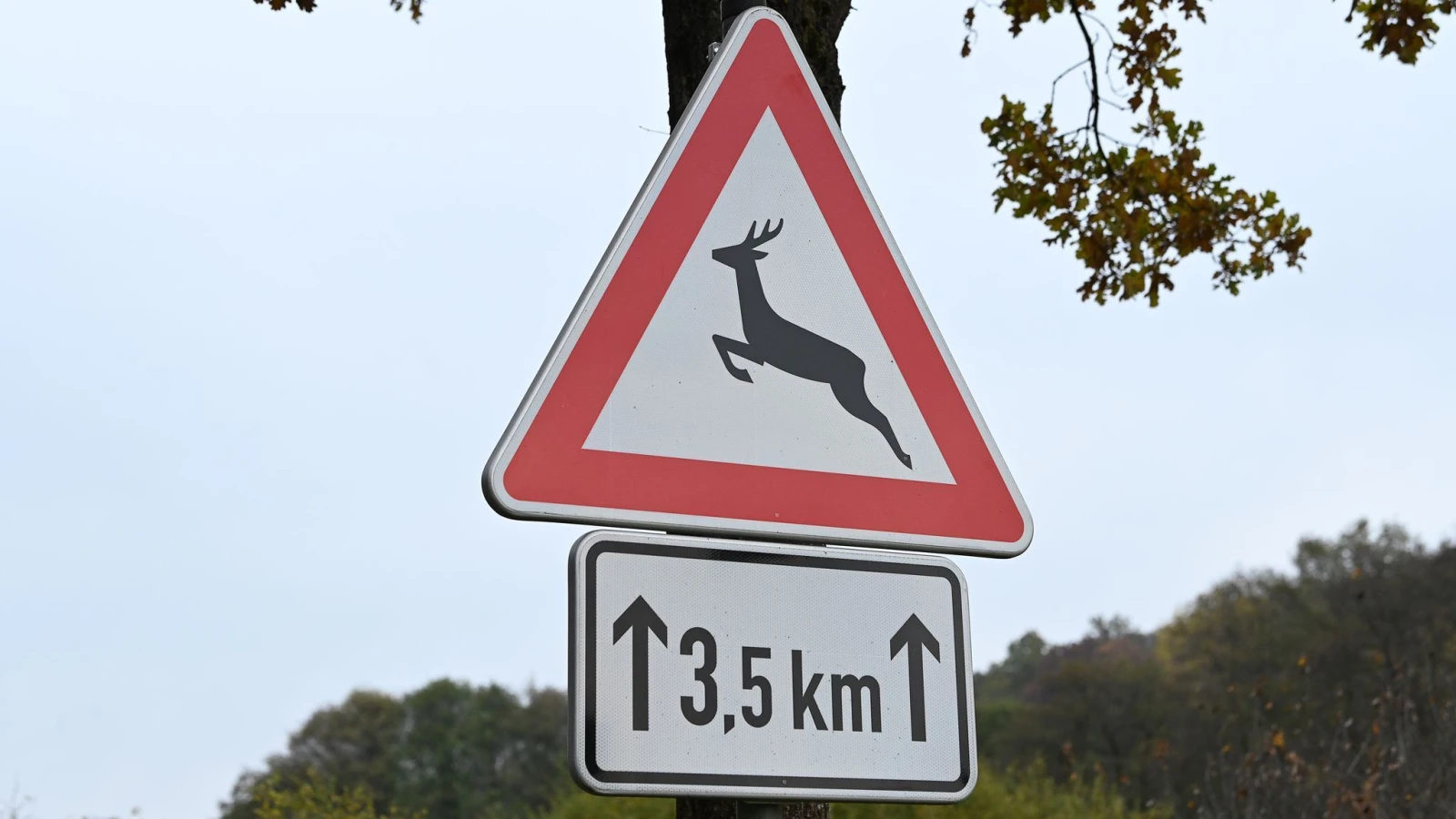 Yaban Hayvanları Yollarda Tehlike Yaratıyor, © dpa Yaban Hayvanları Yollarda Tehlike Yaratıyor, © dpa