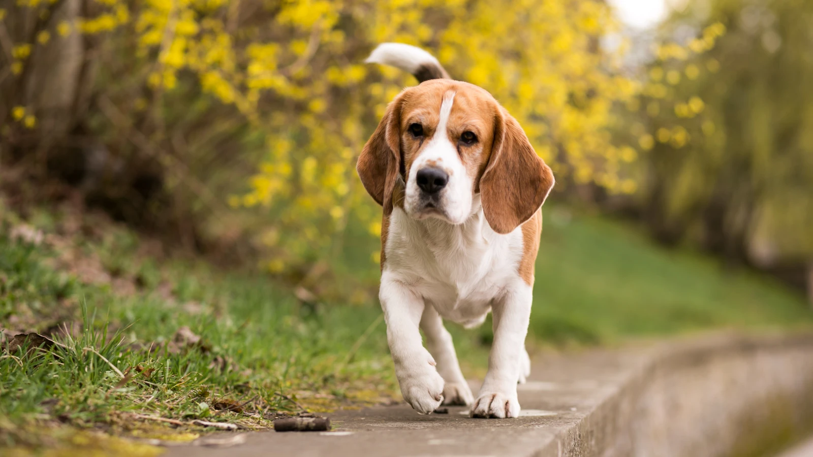 Tiere haben ein Bewusstsein, © Senivpetro/Freepik Tiere haben ein Bewusstsein, © Senivpetro/Freepik
