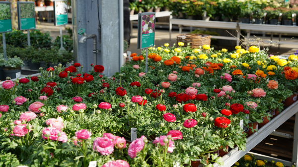 Den Aussenbereich zum Leben erwecken, © Radio Munot