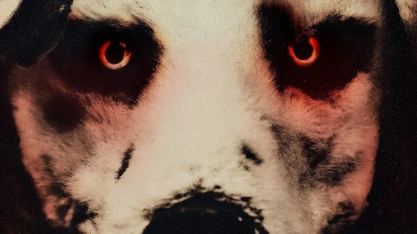 © Good Boy | Blue Finch Films UK © Good Boy | Blue Finch Films UK