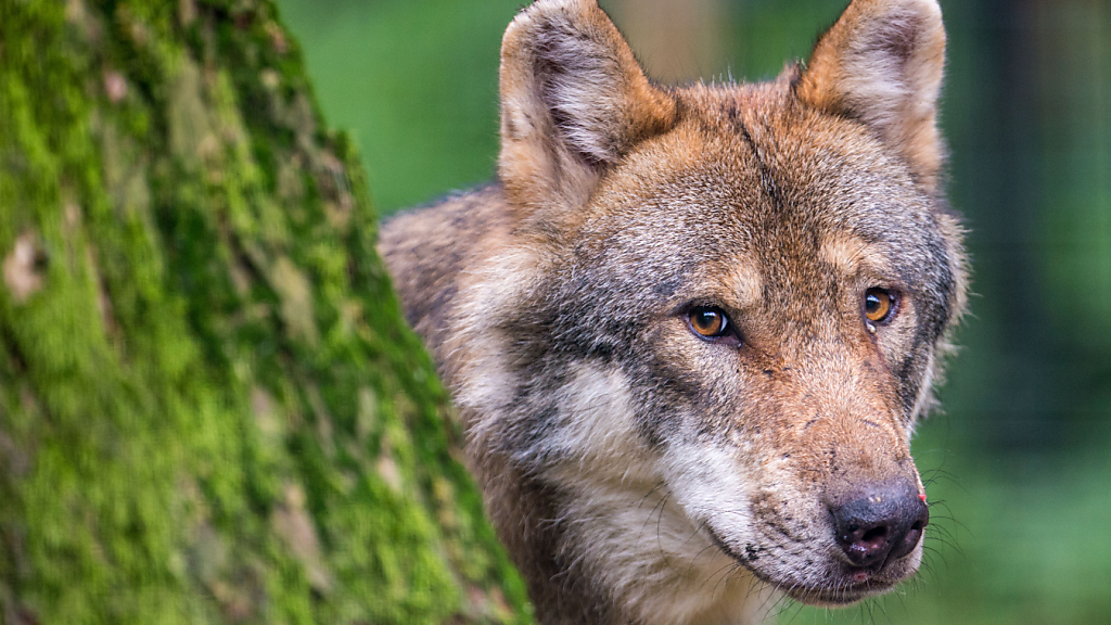 Wolf reisst sechs Schafe in Wildhaus-Alt St. Johann, © Keystone-SDA